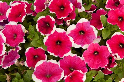 foto van een variëteit aan bloemen, te gebruiken als: Potplant, perkplant, patioplant, korfplant Petunia Happy® Bicolor Hot Pink