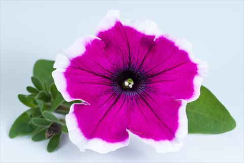 foto van een variëteit aan bloemen, te gebruiken als: Potplant, perkplant, patioplant, korfplant Petunia Happy® Bicolor Sofia