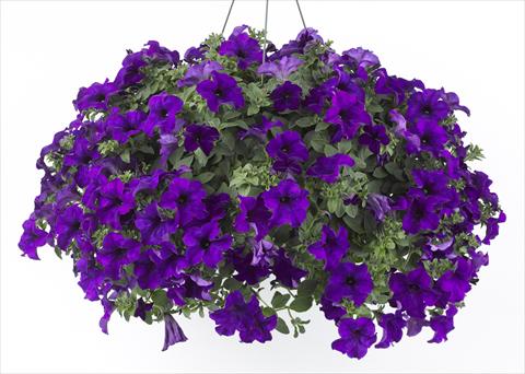 foto van een variëteit aan bloemen, te gebruiken als: Potplant, perkplant, patioplant, korfplant Petunia Happy® Blue
