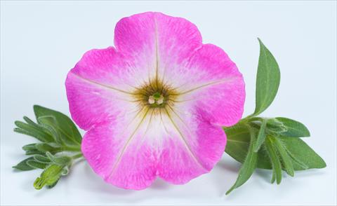 foto van een variëteit aan bloemen, te gebruiken als: Potplant, perkplant, patioplant, korfplant Petunia Happy® Candy Gum