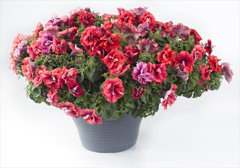 foto van een variëteit aan bloemen, te gebruiken als: Potplant, perkplant, patioplant, korfplant Petunia Happy® Double Orange