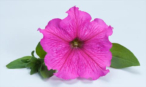 foto van een variëteit aan bloemen, te gebruiken als: Potplant, perkplant, patioplant, korfplant Petunia Happy® Giant Hot Pink