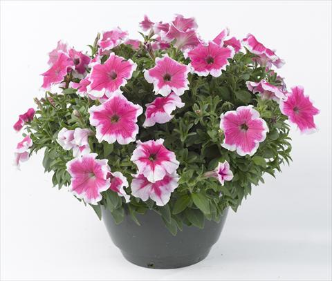 foto van een variëteit aan bloemen, te gebruiken als: Potplant, perkplant, patioplant, korfplant Petunia Happy® Giant Pink Picotee