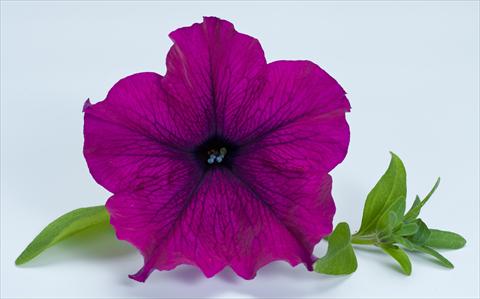 foto van een variëteit aan bloemen, te gebruiken als: Potplant, perkplant, patioplant, korfplant Petunia Happy® Giant Purple