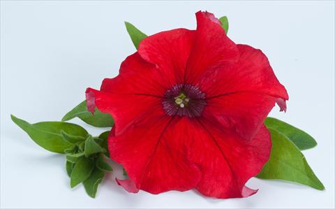 foto van een variëteit aan bloemen, te gebruiken als: Potplant, perkplant, patioplant, korfplant Petunia Happy® Giant Red