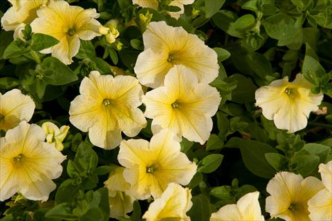 foto van een variëteit aan bloemen, te gebruiken als: Potplant, perkplant, patioplant, korfplant Petunia Happy® Giant Yellow