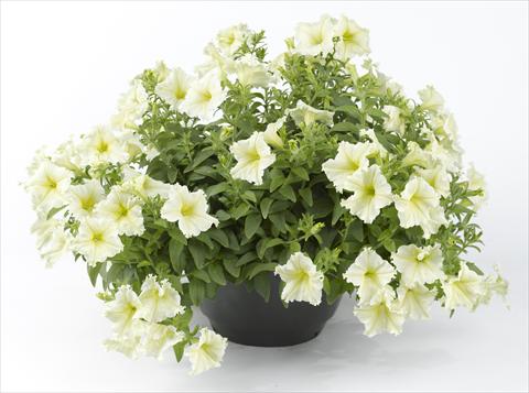 foto van een variëteit aan bloemen, te gebruiken als: Potplant, perkplant, patioplant, korfplant Petunia Happy® Lemon Fringed
