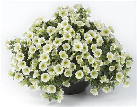 foto van een variëteit aan bloemen, te gebruiken als: Potplant, perkplant, patioplant, korfplant Petunia Happy® Mini Lemon