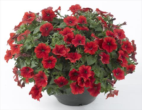 foto van een variëteit aan bloemen, te gebruiken als: Potplant, perkplant, patioplant, korfplant Petunia Happy® Patio Red