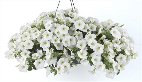foto van een variëteit aan bloemen, te gebruiken als: Potplant, perkplant, patioplant, korfplant Petunia Happy® White