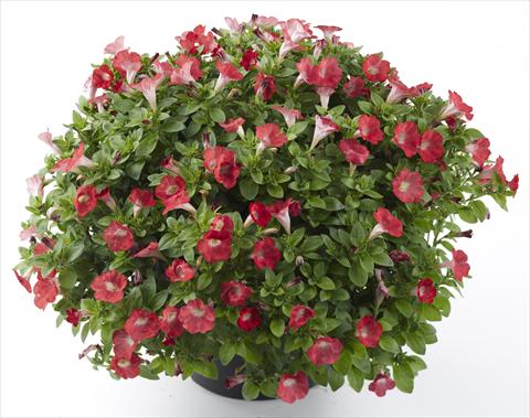 foto van een variëteit aan bloemen, te gebruiken als: Potplant, perkplant, patioplant, korfplant Petunia Mini Me Baby Red