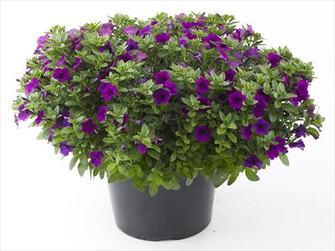 foto van een variëteit aan bloemen, te gebruiken als: Potplant, perkplant, patioplant, korfplant Petunia Mini Me Blue