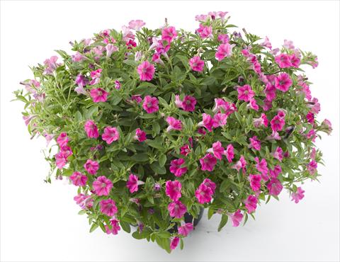foto van een variëteit aan bloemen, te gebruiken als: Potplant, perkplant, patioplant, korfplant Petunia Mini Me Hot Pink