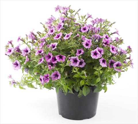 foto van een variëteit aan bloemen, te gebruiken als: Potplant, perkplant, patioplant, korfplant Petunia Mini Me Lilac Vein