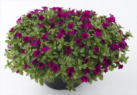 foto van een variëteit aan bloemen, te gebruiken als: Potplant, perkplant, patioplant, korfplant Petunia Mini Me Purple
