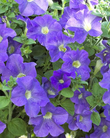 foto van een variëteit aan bloemen, te gebruiken als: Potplant, perkplant, patioplant, korfplant Petunia Surfinia® Giant Blue