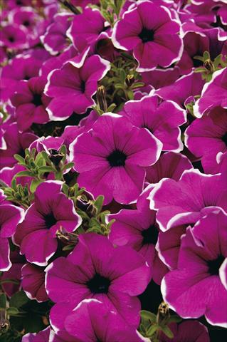 foto van een variëteit aan bloemen, te gebruiken als: Potplant, perkplant, patioplant, korfplant Petunia Surfinia® Giant Purple Picotee