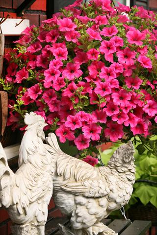 foto van een variëteit aan bloemen, te gebruiken als: Potplant, perkplant, patioplant, korfplant Petunia Surfinia® Hot Pink