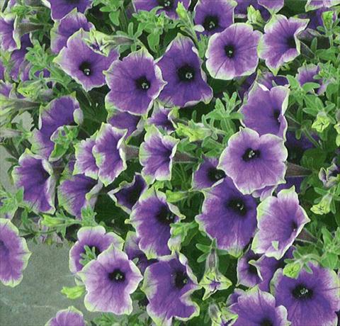 foto van een variëteit aan bloemen, te gebruiken als: Potplant, perkplant, patioplant, korfplant Petunia Surfinia® Moonlight Eclipse
