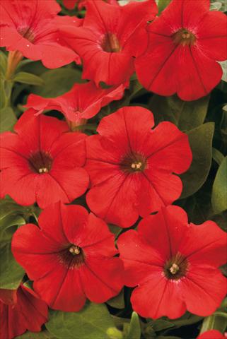 foto van een variëteit aan bloemen, te gebruiken als: Potplant, perkplant, patioplant, korfplant Petunia Surfinia® Patio Red