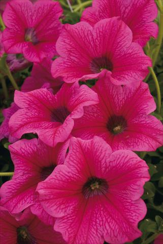 foto van een variëteit aan bloemen, te gebruiken als: Potplant, perkplant, patioplant, korfplant Petunia Surfinia® Rose Vein