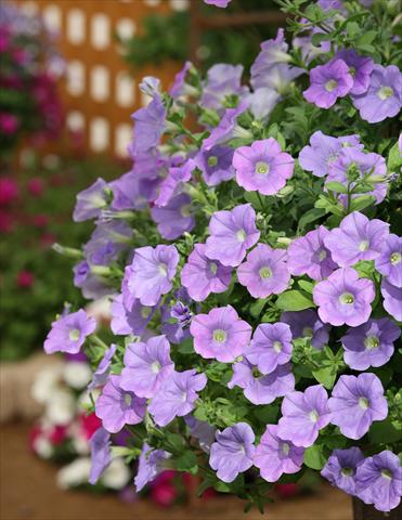 foto van een variëteit aan bloemen, te gebruiken als: Potplant, perkplant, patioplant, korfplant Petunia Surfinia® Sky Blue
