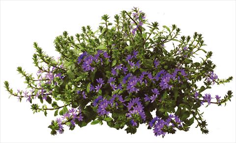 foto van een variëteit aan bloemen, te gebruiken als: Potplant, patioplant, korfplant Scaevola aemula Euphoria Blue