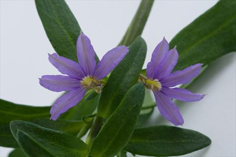 foto van een variëteit aan bloemen, te gebruiken als: Potplant, patioplant, korfplant Scaevola aemula Euphoria Compact Blue