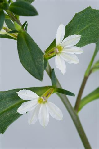 foto van een variëteit aan bloemen, te gebruiken als: Potplant, patioplant, korfplant Scaevola aemula Euphoria White