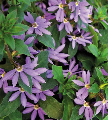 foto van een variëteit aan bloemen, te gebruiken als: Potplant, patioplant, korfplant Scaevola aemula Surdiva® Blue