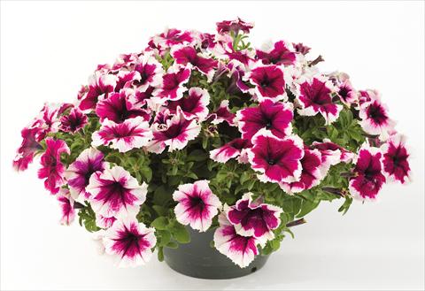foto van een variëteit aan bloemen, te gebruiken als: Potplant, perkplant, patioplant, korfplant Petunia Happy® Giant Bicolor Purple Picotee