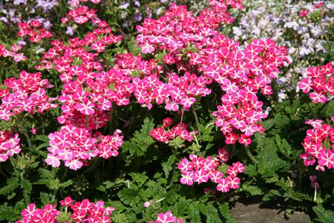 foto van een variëteit aan bloemen, te gebruiken als: Potplant, patioplant, korfplant Verbena Estrella Pink Star