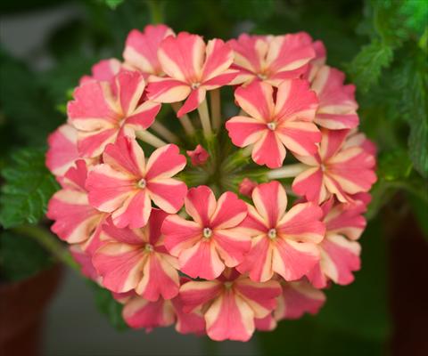 foto van een variëteit aan bloemen, te gebruiken als: Potplant, patioplant, korfplant Verbena Estrella Salmon Star