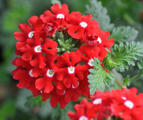 foto van een variëteit aan bloemen, te gebruiken als: Potplant, patioplant, korfplant Verbena Lapel Red with Eye