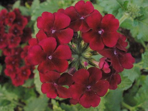 foto van een variëteit aan bloemen, te gebruiken als: Potplant, patioplant, korfplant Verbena Tiara Burgundy