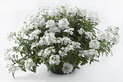 foto van een variëteit aan bloemen, te gebruiken als: Potplant, patioplant, korfplant Verbena Tiara White