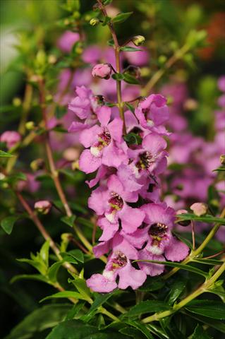 foto van een variëteit aan bloemen, te gebruiken als: Potplant, perkplant, patioplant, korfplant Angelonia angustifolia Serenita™ Lavender Pink