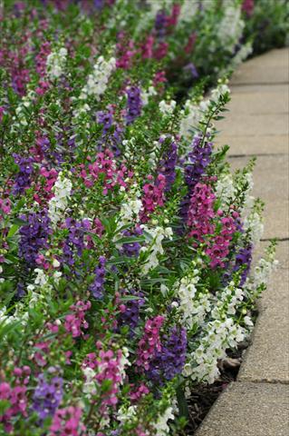 foto van een variëteit aan bloemen, te gebruiken als: Potplant, perkplant, patioplant, korfplant Angelonia angustifolia Serenita™ Mixture