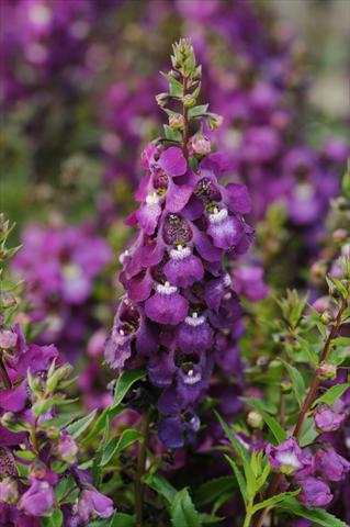 foto van een variëteit aan bloemen, te gebruiken als: Potplant, perkplant, patioplant, korfplant Angelonia angustifolia Serenita™ Purple