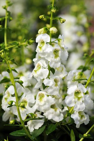 foto van een variëteit aan bloemen, te gebruiken als: Potplant, perkplant, patioplant, korfplant Angelonia angustifolia Serenita™ White