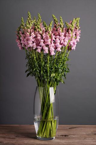 foto van een variëteit aan bloemen, te gebruiken als: Pot - en perkplant Antirrhinum majus Cut Flower Snapdragon Potomac Lavender