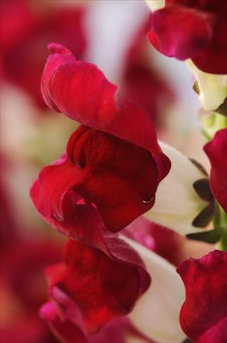 foto van een variëteit aan bloemen, te gebruiken als: Pot - en perkplant Antirrhinum majus Cut Flower Snapdragon Red Delilah