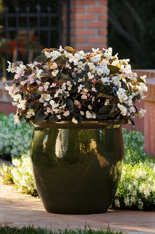 foto van een variëteit aan bloemen, te gebruiken als: Pot - en perkplant Begonia BabyWing™ White Bronze Leaf