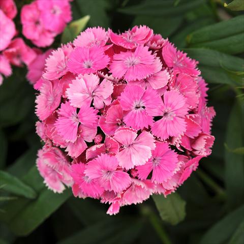 foto van een variëteit aan bloemen, te gebruiken als: Pot - en perkplant Dianthus barbatus Dash Pink