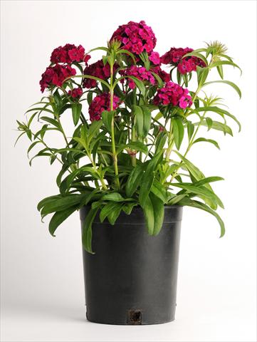 foto van een variëteit aan bloemen, te gebruiken als: Pot - en perkplant Dianthus barbatus Dash Violet