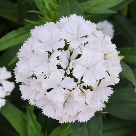foto van een variëteit aan bloemen, te gebruiken als: Pot - en perkplant Dianthus barbatus Dash White