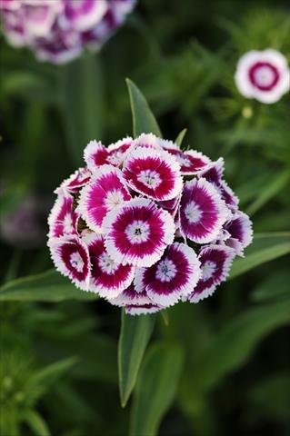 foto van een variëteit aan bloemen, te gebruiken als: Pot - en perkplant Dianthus barbatus Sweet Purple White Bicolor