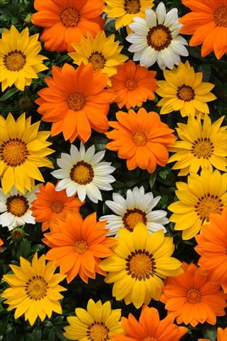 foto van een variëteit aan bloemen, te gebruiken als: Pot - en perkplant Gazania rigens New Day F1 Sunny Side Up Mixture