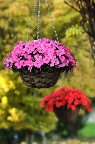 foto van een variëteit aan bloemen, te gebruiken als: Potplant, perkplant, patioplant, korfplant Impatiens walleriana Super Elfin™ XP Deep Pink