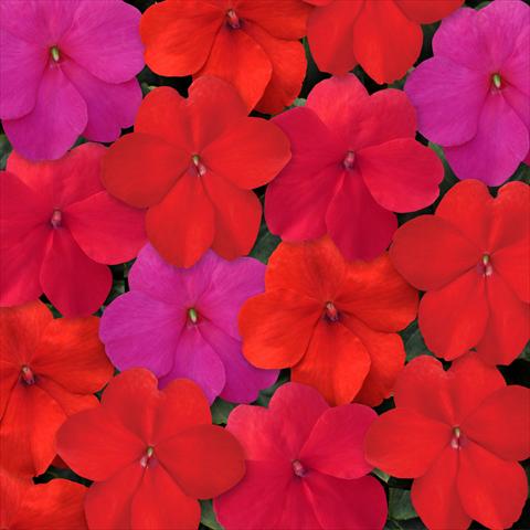 foto van een variëteit aan bloemen, te gebruiken als: Potplant, perkplant, patioplant, korfplant Impatiens walleriana Super Elfin™ XP Hot Mixture
